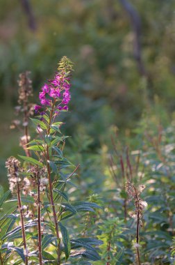 Bu fotoğraf canlı, mor bir kır çiçeğini, yemyeşil bir arka planda uzun boylu, huzurlu bir ortamda doğanın güzelliğini yansıtıyor. Yüksek kalite fotoğraf.