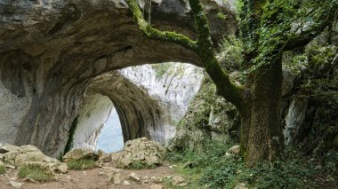 Engebeli kaya oluşumları ve yemyeşil yemyeşil ile çevrili doğal bir taş kemer mağarasının manzarası. Yosun kaplı büyük bir ağaç girişi çerçeveler ve manzaraya yabani bir hava katar..