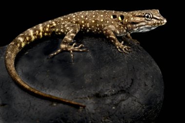 Atlas day gecko (Quedenfeldtia moerens)
