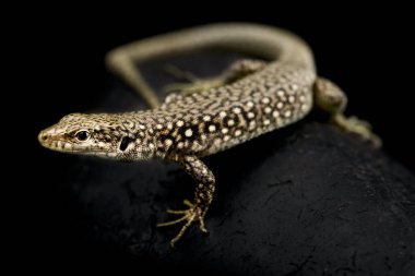 Caucasian rock lizard (Darevskia unisexualis)