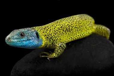 Iberian emerald lizard (Lacerta schreiberi)