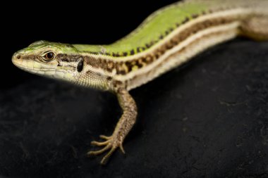 Ionian Wall Lizard (Podarcis ionicus)