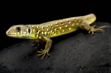 Iberian emerald lizard (Lacerta schreiberi) juvenile
