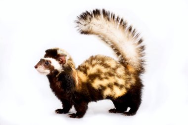 Marbled polecat (Vormela peregusna) clipart