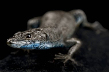 Sharp-snouted rock lizard (Dalmatolacerta oxycephala)