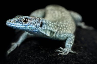 Sharp-snouted rock lizard (Dalmatolacerta oxycephala)