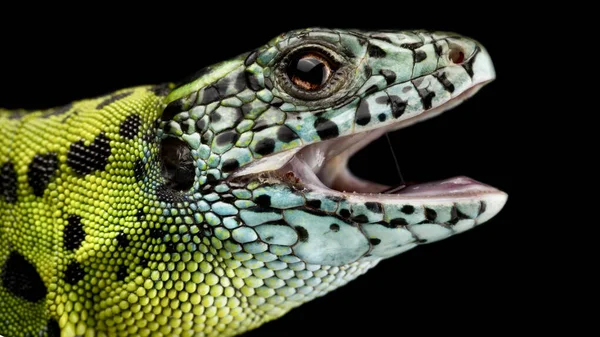 Iberian Emerald Lizard Lacerta Schreiberi Female 로열티 프리 스톡 이미지