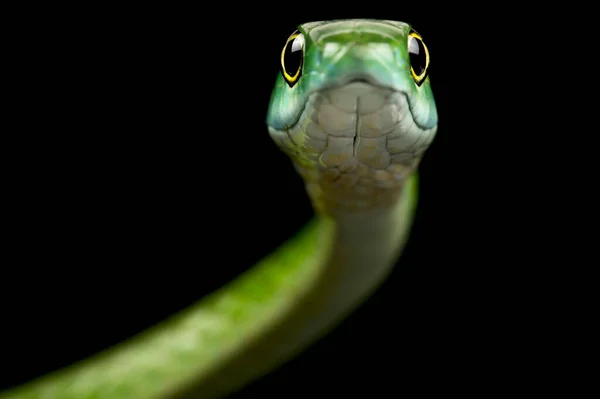 Northern Green Bush Snake Philothamnus Irregularis 스톡 사진