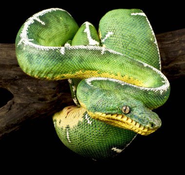 Zümrüt ağaç boa (Cropan caninus)