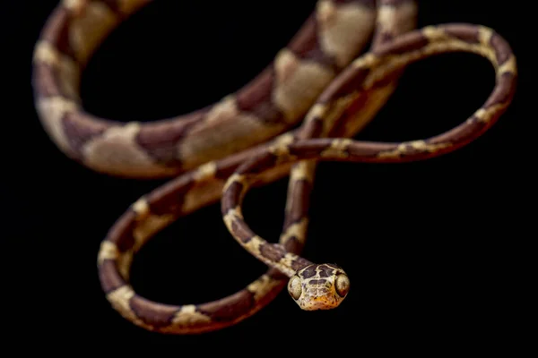 Stock image Bluntheaded tree snake (Imantodes cenchoa)