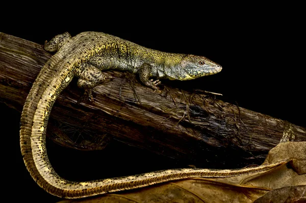 Vuxen Krokodil Tegu Crocodilurus Amazonicus Stockfoto