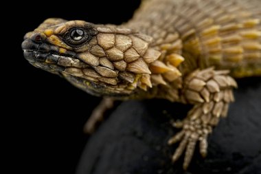 Armadillo korseli kertenkele (Ouroborus cataphractus)