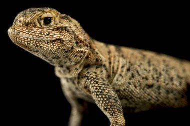 Przewalski 'nin kurbağa başlı agaması (Phrynocephalus przewalskii)