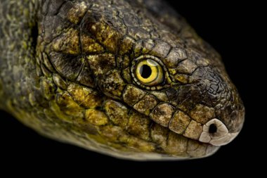 Maymun kuyruklu Skink (Corucia zebrata) yakın plan. Sosyal aile grupları içinde yaşayan dünyanın en büyük maymun türü gece ve otçul türlerdir. Solomon Adalarına Endemik.