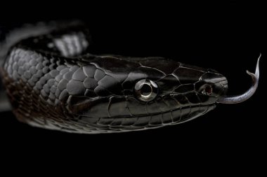 Selayar Kara Sıçan (Gonyosoma jansenii) dili dışarı çıkmış.