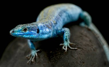 İtalyan duvar kertenkelesi (Podarcis siculus klemmeri) dişi 
