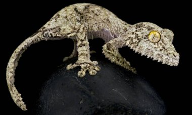 Yosunlu yaprak kuyruklu kertenkele (Uroplatus sikorae) tuhaf ve ağaç gövdelerine karşı mükemmel bir şekilde kamufle edilmiştir. Madagaskar adasında bulunur..