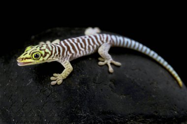 Standing 's Day Geko (Phelsuma Standingi) adlı çocuk Güney Madagaskar' da bulundu..