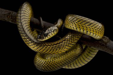 Tanahjampea Kedi Yılanı (