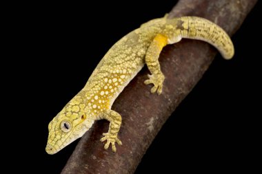 Bauer's Chameleon Gecko (Eurydactylodes agricolae) is endemic to New Caledonia. clipart