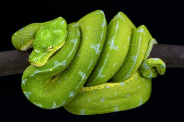 Yeşil ağaç pitonu (
