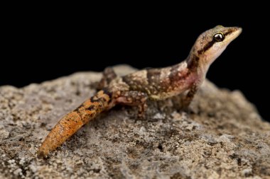 The Sao Nicolau Leaf-toed Gecko (Hemidactylus nicolauensis) is a recently described lizard species, endemic to one valley, on Sao Nicolau island. Part of the Cape Verde islands. clipart