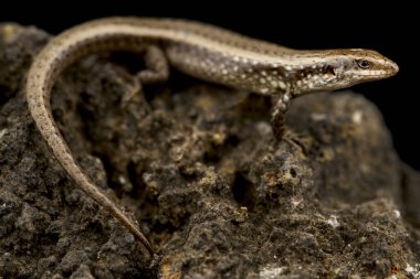 Sao Nicolau skink (Chioninia nicolauensis), Sao Nicoalua 'ya özgü bir kertenkele türüdür..