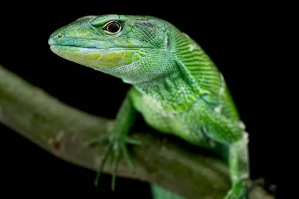 stock image Green keel- bellied lizard (Gastropholis prasina).