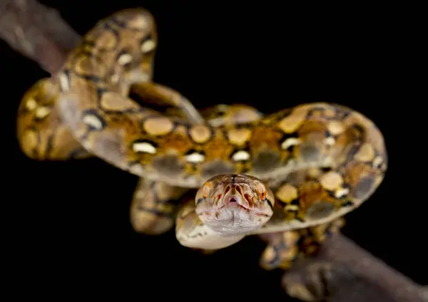 stock image The Reticulated python (Malayopython reticulatus) is the longest snake species in the world.