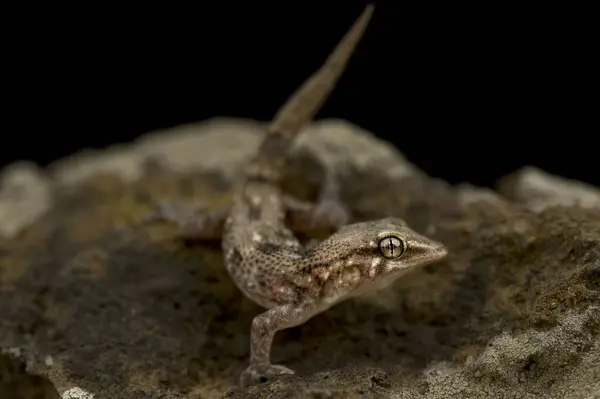 stock image The Raso wall gecko (Tarentola raziana) is an endemic lizard species to the Cape Verde islands.