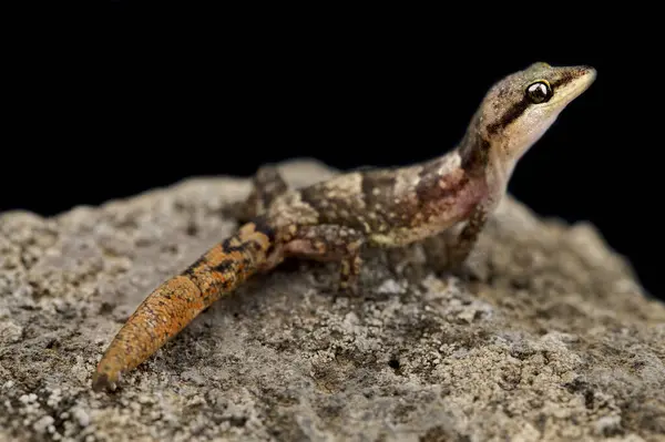 stock image The Sao Nicolau Leaf-toed Gecko (Hemidactylus nicolauensis) is a recently described lizard species, endemic to one valley, on Sao Nicolau island. Part of the Cape Verde islands.