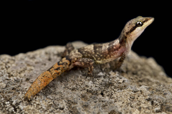 So Nicolau Leaf-toed Gecko (Hemidactylus nicolauensis) - недавно описанный вид ящериц, эндемик одной из долин острова Сан-Николау. Часть островов Кабо-Верде.