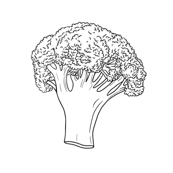 Esboço Brócolis Desenho Mão Ilustração Vetorial — Vetor de Stock