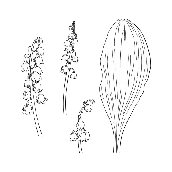 ユリの谷の花のスケッチ 手描きベクトルイラスト — ストックベクタ