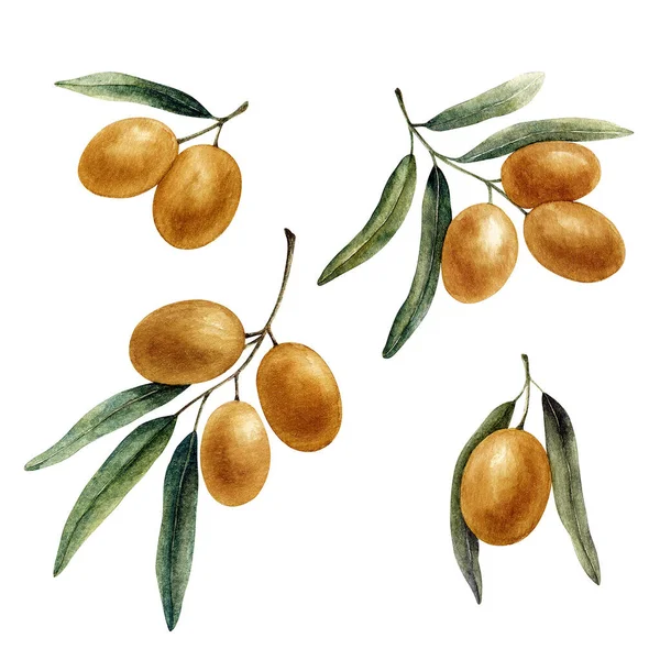 Ställ Med Olivkvistar Blad Frukter Akvarell Illustration Isolerad Vit Bakgrund — Stockfoto