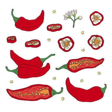 Chili Pepper seti. Sıcak Meksika baharatları. El çizimi eskiz. Beyaz arkaplanda vektör çizimi izole edildi.
