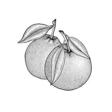 Portakallar. Turunçgil meyvesi. Dallar, yapraklar. Retro, oymalı vintage tarzı. El çizimi vektör çizimi beyaza izole edildi. 