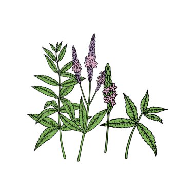 Amerikan mavi mine (mine çiçeği hastası). Çizim tarzında vektör el çizimi. 