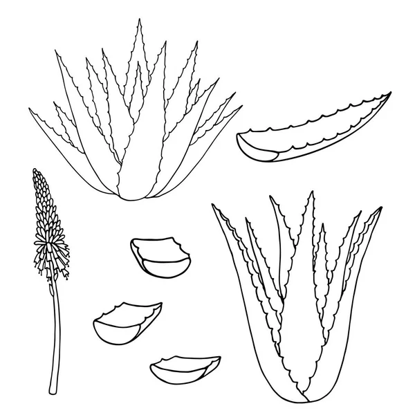 Planta Aloe Vera Ilustración Dibujada Mano Del Contorno Vector — Archivo Imágenes Vectoriales