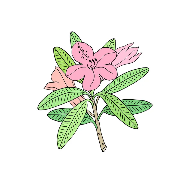 Rhododendron Oder Alpenrose Immergrüner Alpiner Bergstrauch Handgezeichnete Konturvektorillustration Umriss Blume — Stockvektor