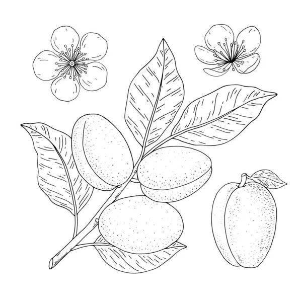 Kajszibarack Kézzel Rajzolt Lineáris Készlet Gyümölcsökkel Ágakkal Virágokkal Vektor Illusztráció — Stock Vector
