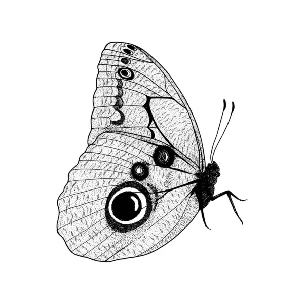 Sitzender Schmetterling Handgezeichnete Radierungszeichnung Vektorillustration — Stockvektor