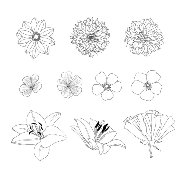 Σετ Λουλουδιών Κήπου Dahlia Dogrose Lily Γραμμική Τέχνη Περίγραμμα Σιλουέτα — Διανυσματικό Αρχείο