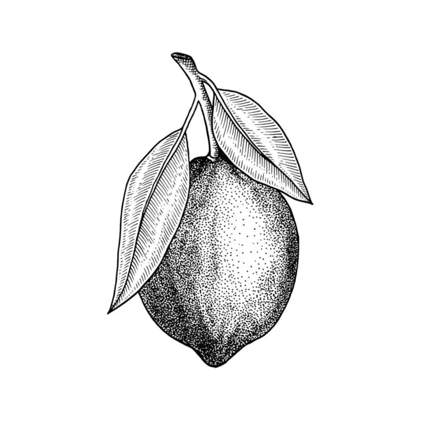 Zitrone Volles Obst Zweige Mit Blättern Handgezeichnete Vektordarstellung Isoliert Auf — Stockvektor