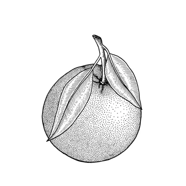 Orange Agrumes Entiers Branches Feuilles Rétro Style Vintage Gravé Illustration — Image vectorielle