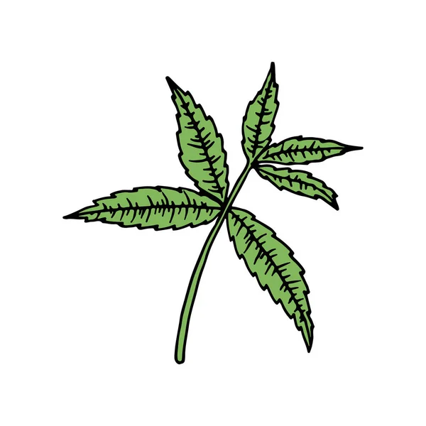 Verbena Azul Americana Verbena Hastata Ilustración Dibujada Mano Vectorial Estilo — Vector de stock