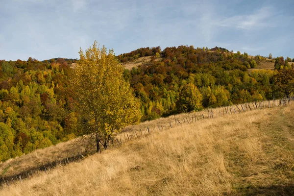 Осень Возле Горы Стримба Карпатах Украина — стоковое фото