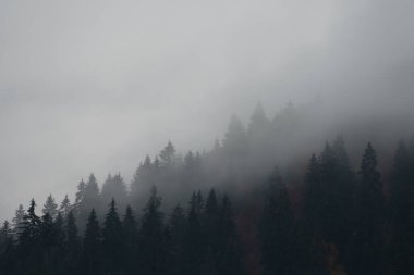 Ukrayna 'nın Karpat dağlarındaki Strymba Dağı yakınlarında sonbahar