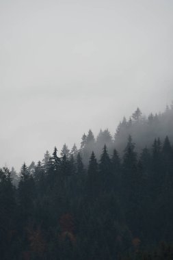 Ukrayna 'nın Karpat dağlarındaki Strymba Dağı yakınlarında sonbahar