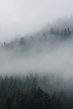 Ukrayna 'nın Karpat dağlarındaki Strymba Dağı yakınlarında sonbahar